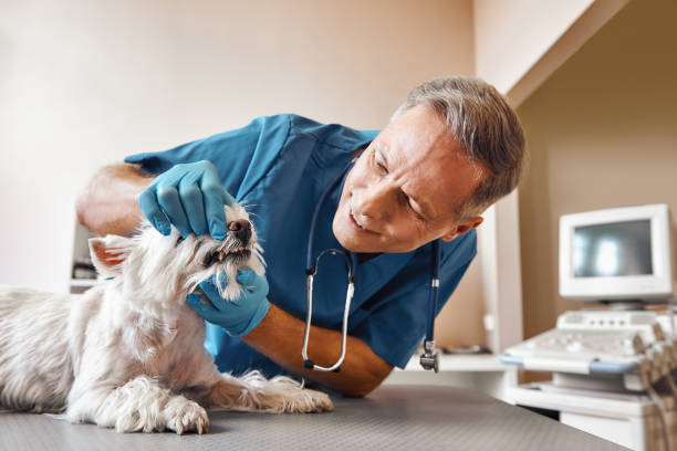 Best Emergency Dentist for Knocked-Out Tooth in Manila, AR